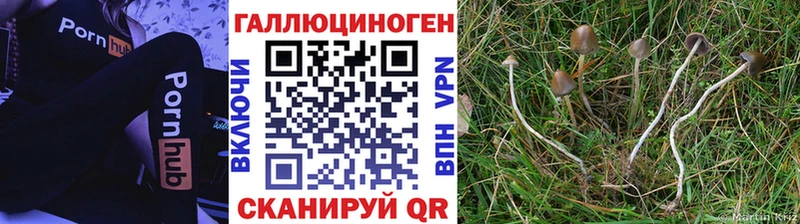 Галлюциногенные грибы Psilocybe  где найти   Вельск 